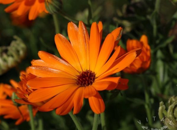 Calendula (Orange)