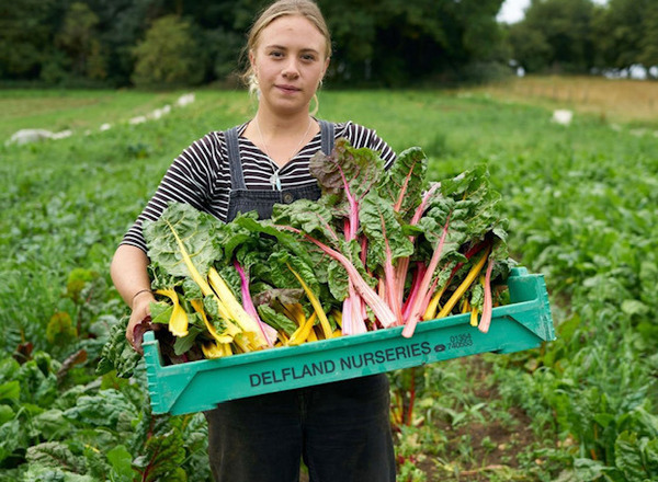 w/s vRainbow Chard -wholesale