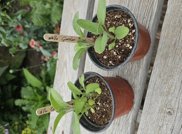 ( Potted x1) Garden Sage - herb (Own Grown)
