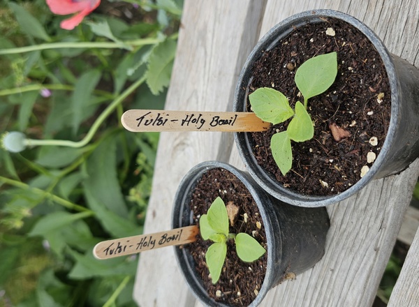 ( Potted x1) Tulsi - Holy basil - small (Own Grown)