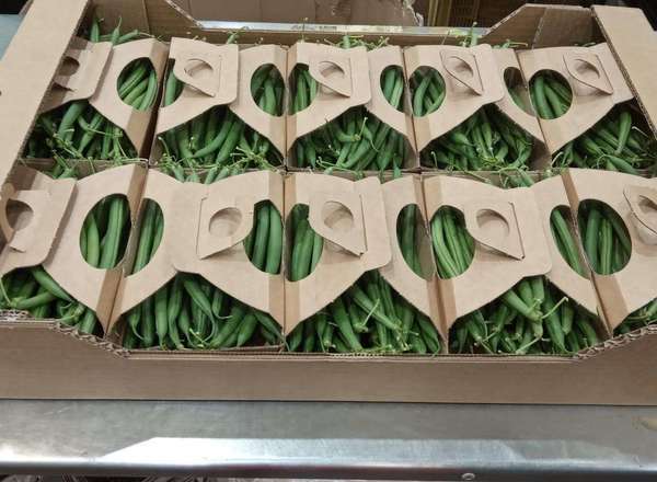 Beans - Organic French punnet