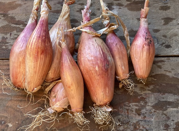 Shallots