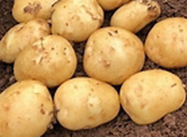 acoustic potato