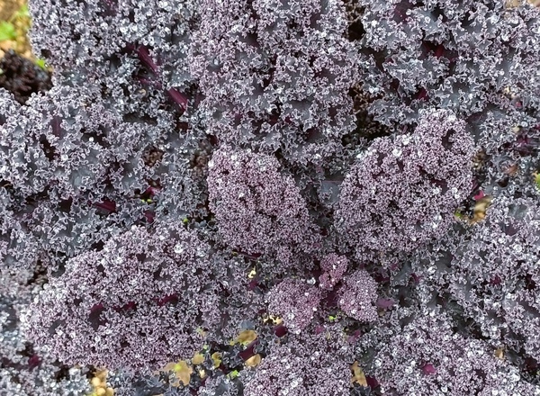 Redbor Curly Kale