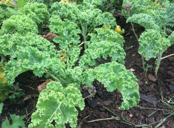 Kale (Dwarf Green)