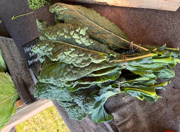 Cavalo Nero Kale