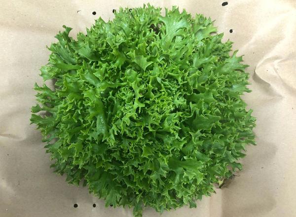 Lettuce (x1)