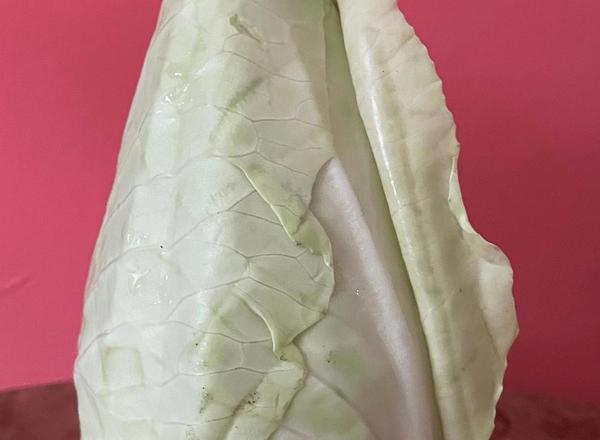 Cabbage Pointed Organic
