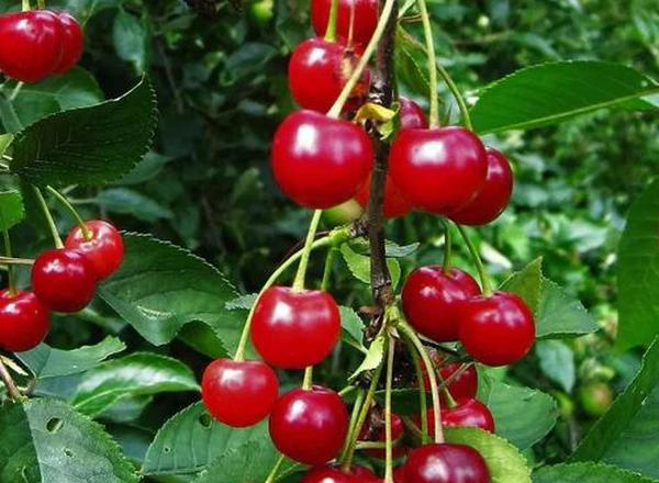 Montmorency Sour Cherry Tree