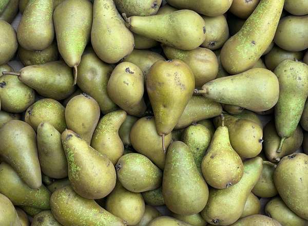 Pears - British Organic Conference / 5 - 8 units