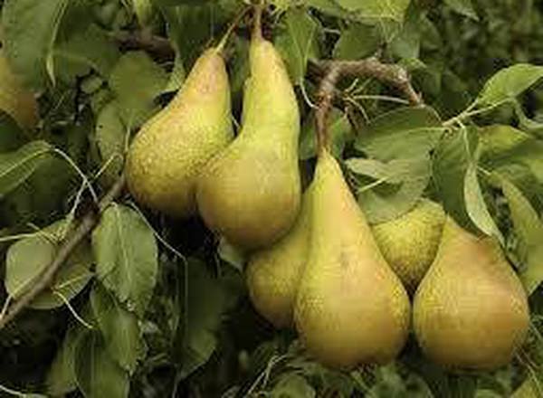 Pears - Organic Conference