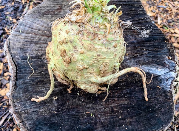 Organic Celeriac (600-800g)