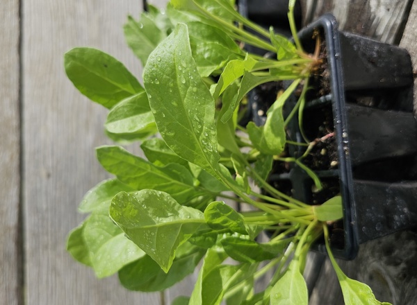 ( Plugs x6) Spinach Beet (Own Grown)