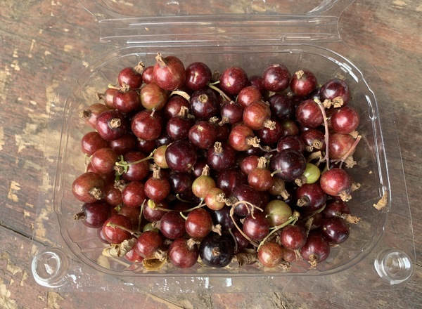 Seasonal berry punnet