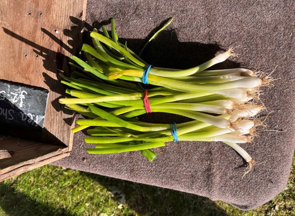 Spring onions