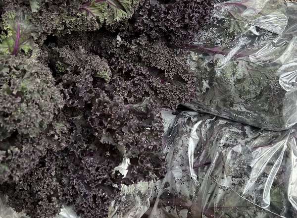 Organic Kale Red