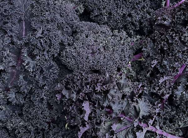 Organic Kale Red