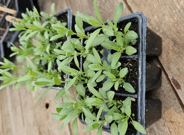 ( Plugs x6) Hyssop - herb (Own Grown)
