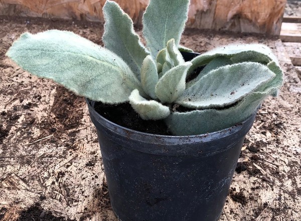 ( Potted x1) Common Mullein - Small (Own Grown)