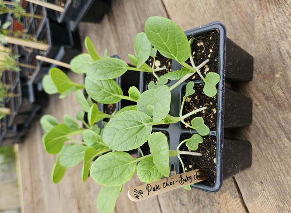 ( Plugs x6) Pak Choi - Baby Choi (Own Grown)