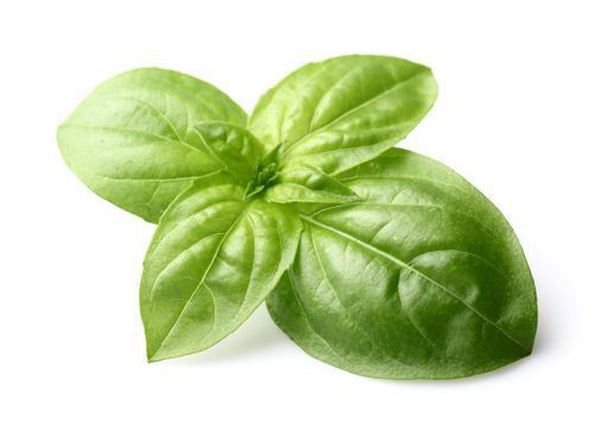 Thai Basil 50g