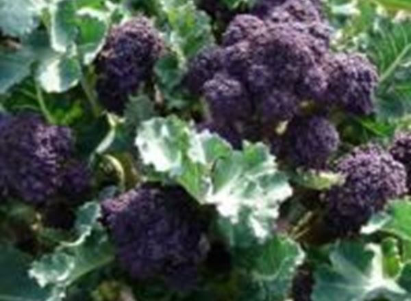 Broccoli - PSB Organic