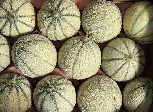 Melon Charentais