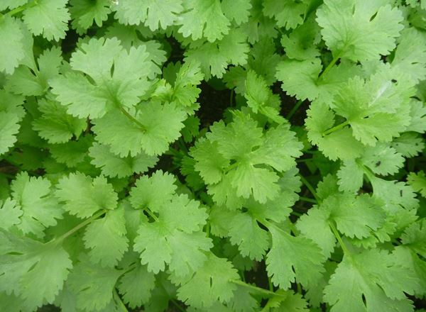 Coriander