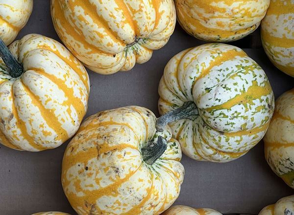 Squash - Celebration (Cambridgeshire, UK)