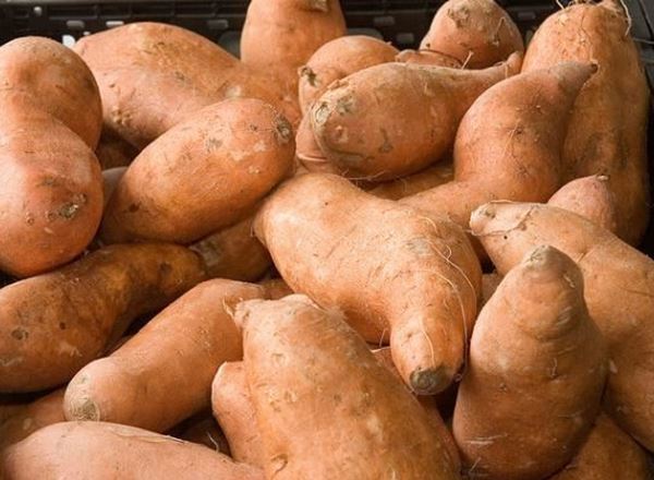Sweet Potato