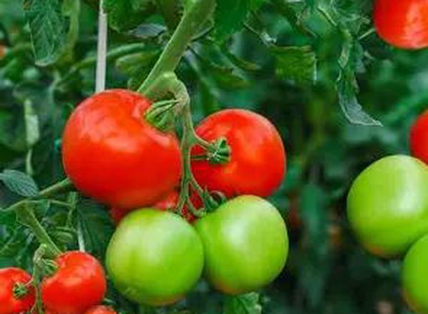 Henbant Large Tomatoes 500g