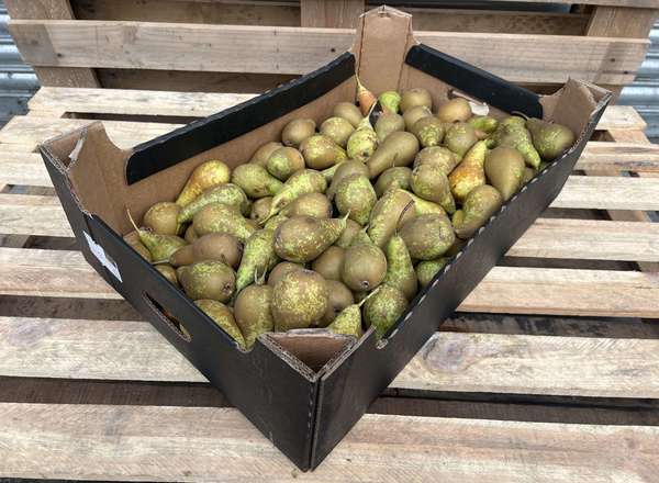 Organic Pear Conference