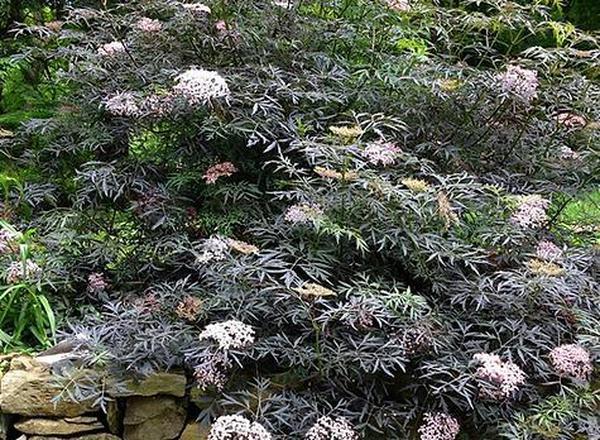 Elderberry - Blacklace