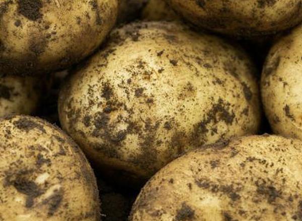 Potatoes