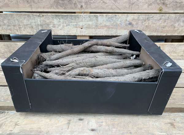 Organic Burdock