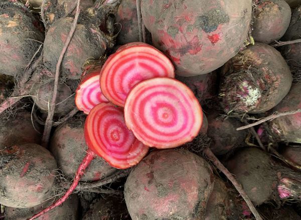 Beetroot - Chioggia - Loose (Lancashire, UK)