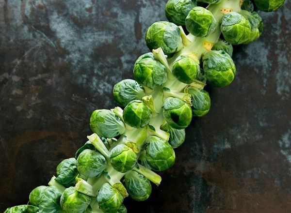 Brussel Sprouts stalk