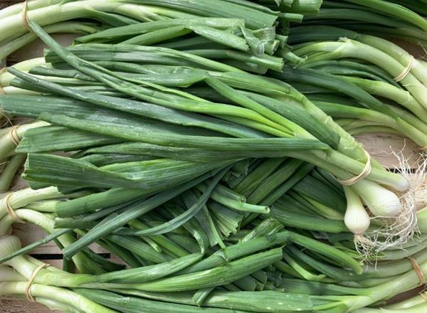 Spring Onions - Bunched (Portugal)