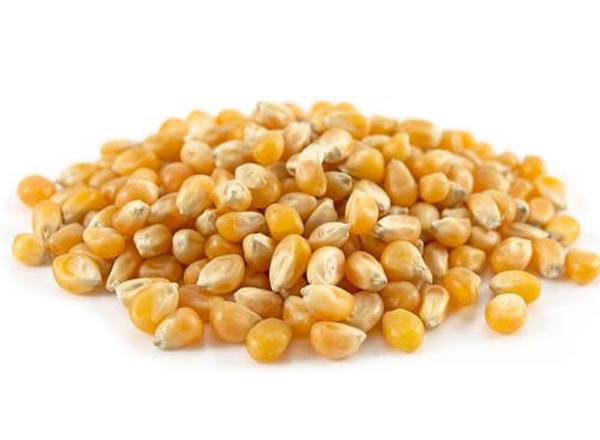 Organic Popping Corn (per 100g)