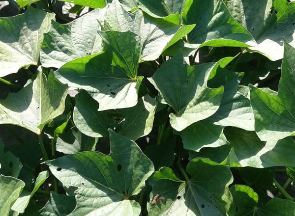 Sweet potato leaves (100g)