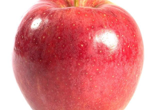 Apple: Adam's Pearmain