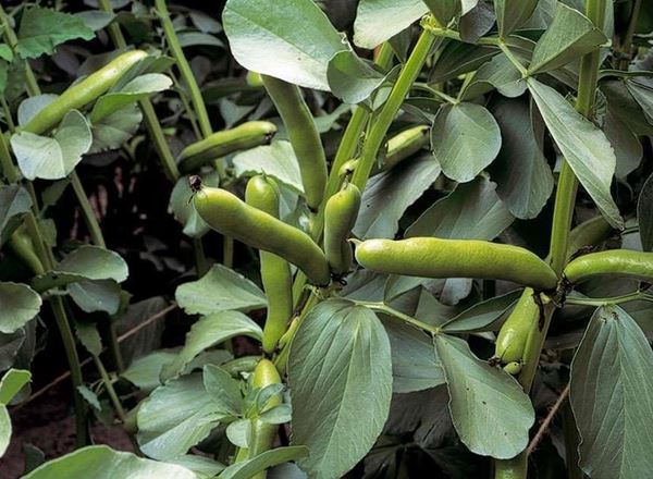 Broad Beans