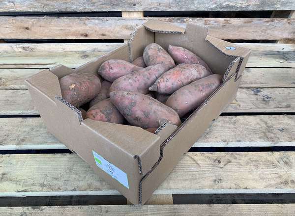 Organic Sweet Potato