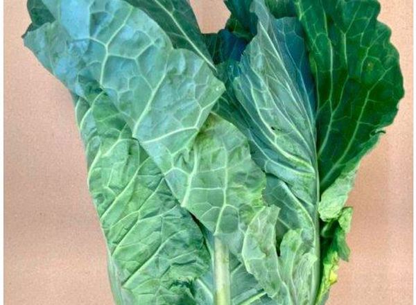 Cabbage: Spring Greens