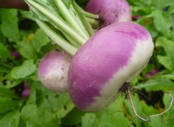 Turnip, purple-topped
