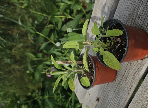 ( Potted x1) Garden Sage - small (Own Grown)