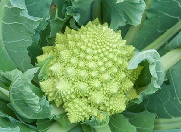 Cauliflower Romanesco