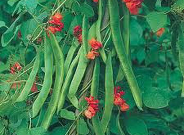 Runner Beans 300g (Own Grown)