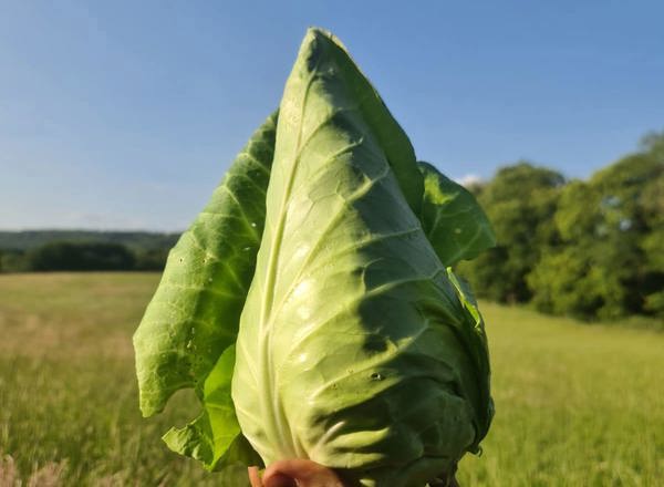 Hispi Cabbage