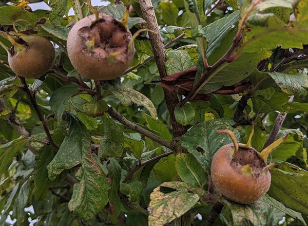 Medlars